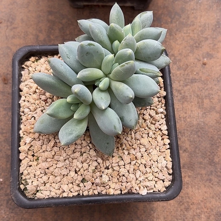 胖体哥特萝莉群生多肉