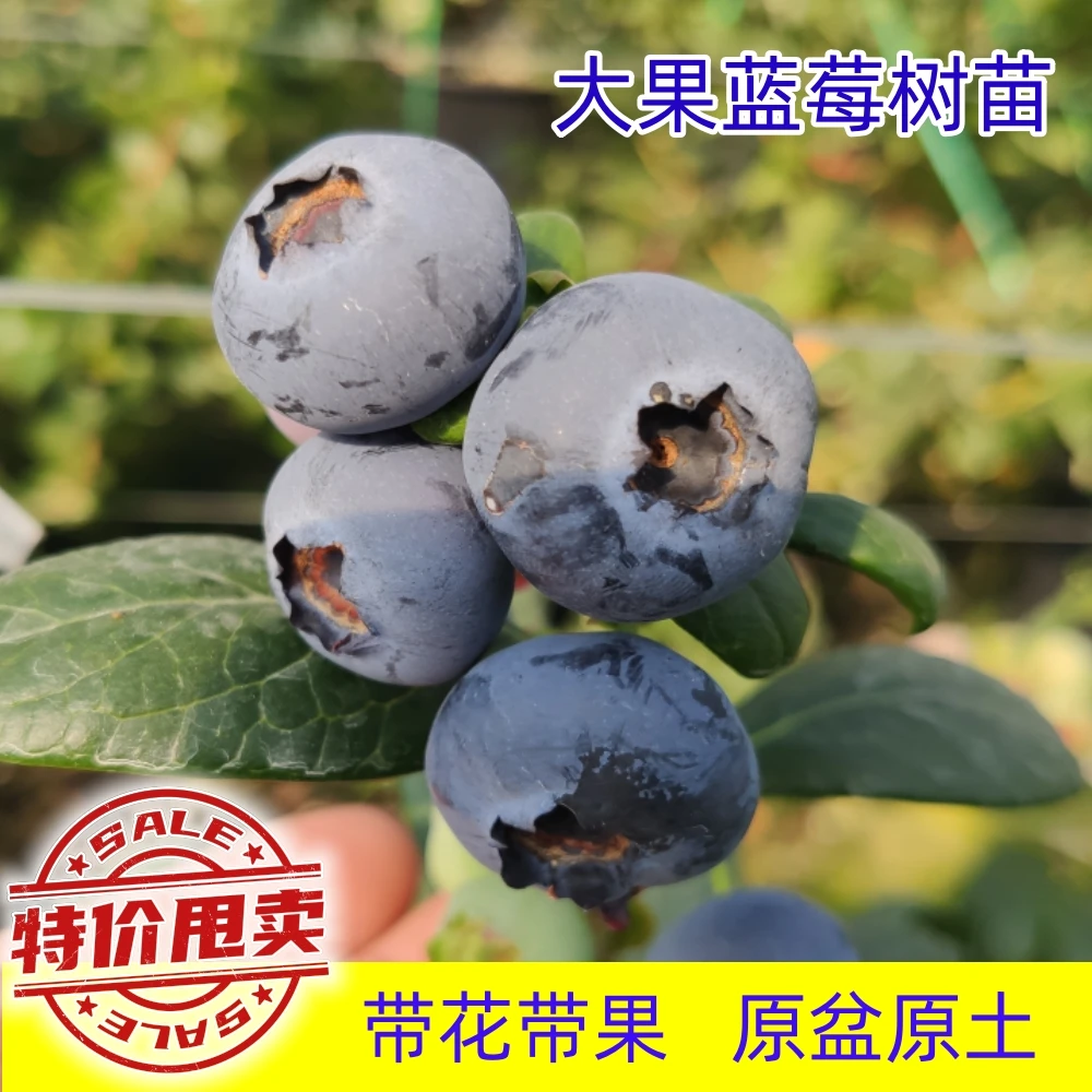 一物一拍蓝莓树苗【花香25】花香蓝莓脆甜爽蓝莓树苗带花带果发货