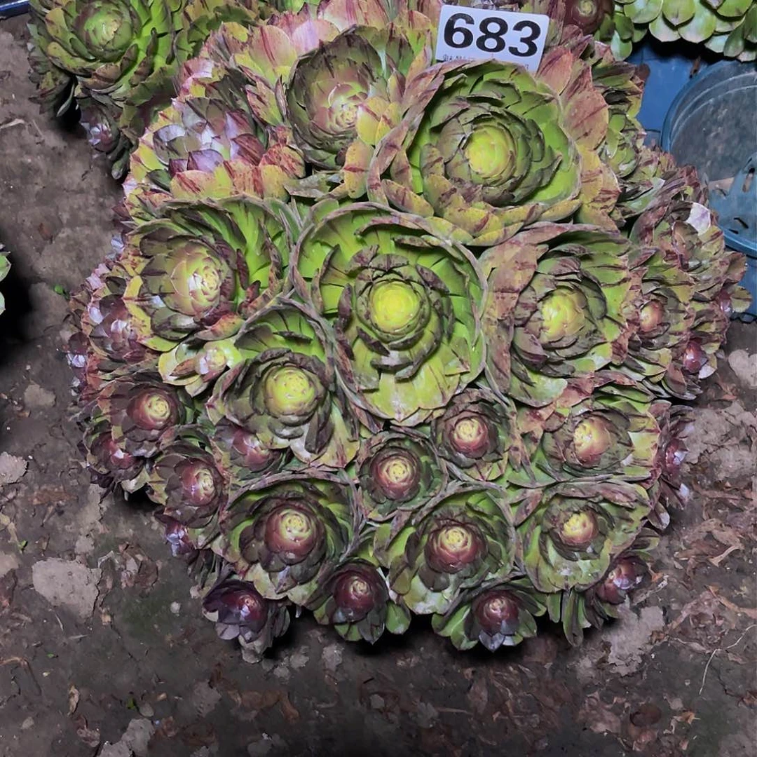 法师法师14-7包邮法师