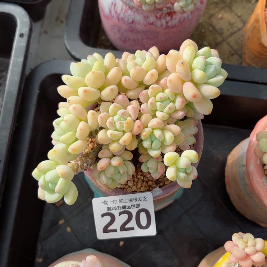 樱花罗绮无盆土发货