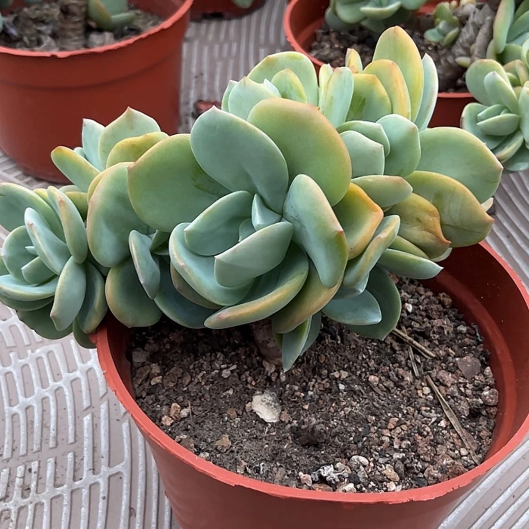 【闪购商品】无花朵星***h