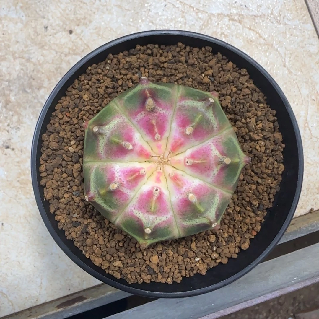 泰系实生轮回带盆土发货