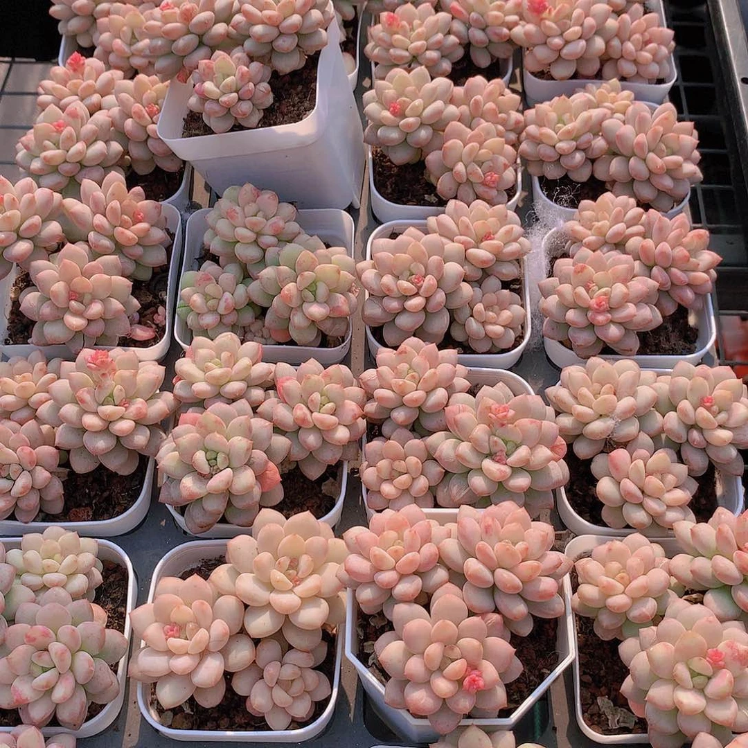 阳光玫瑰2346789999000