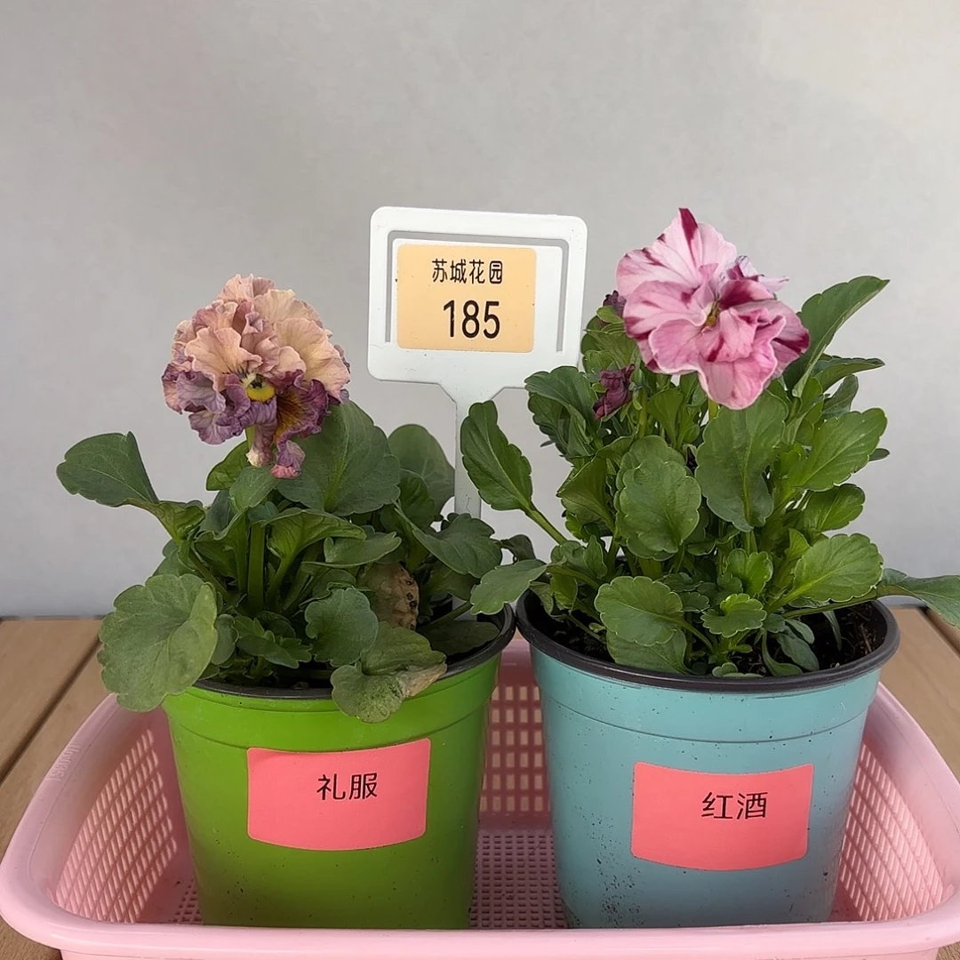 大部分开放少量花苞185