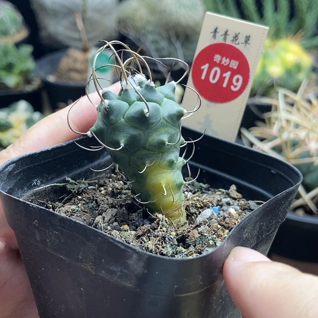 实生长刺娇丽锦2.6cm