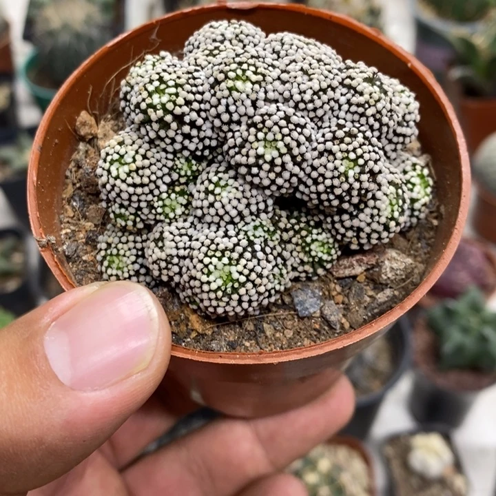 松针牡丹群特价福利