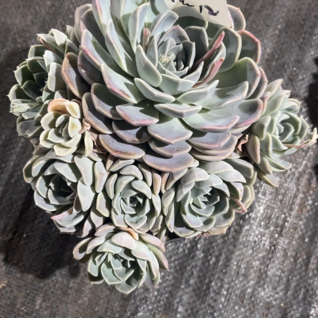 小**?汉堡多肉植物