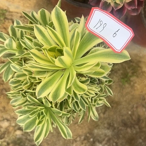 多肉植物金丝199