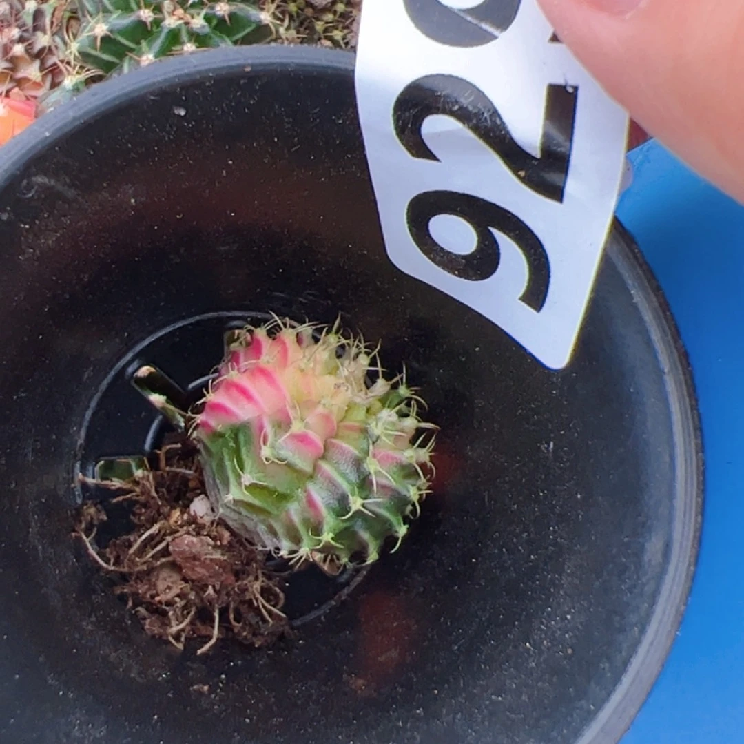当前无花栽培后可以开花929