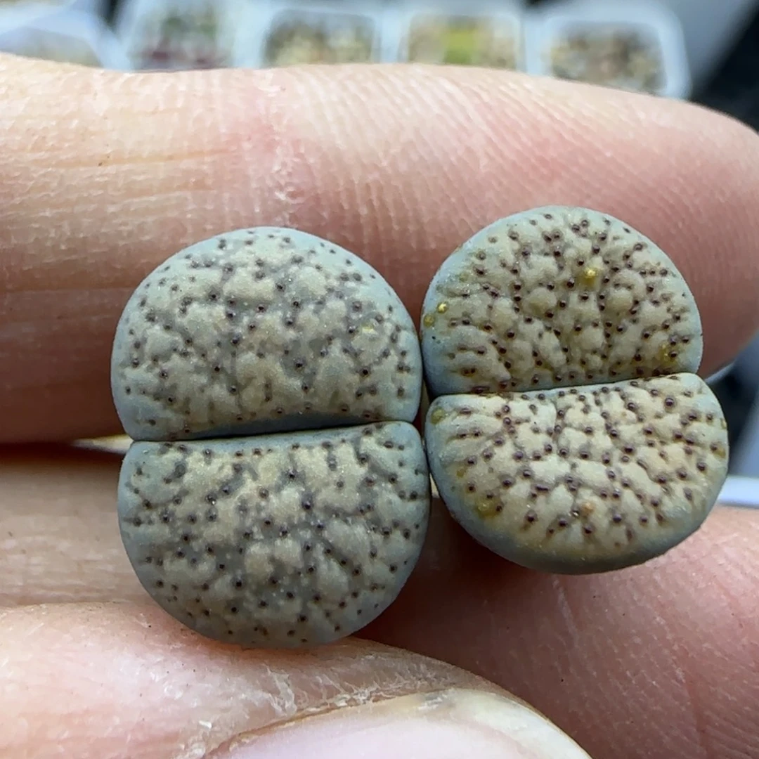 333 清框福利30包邮