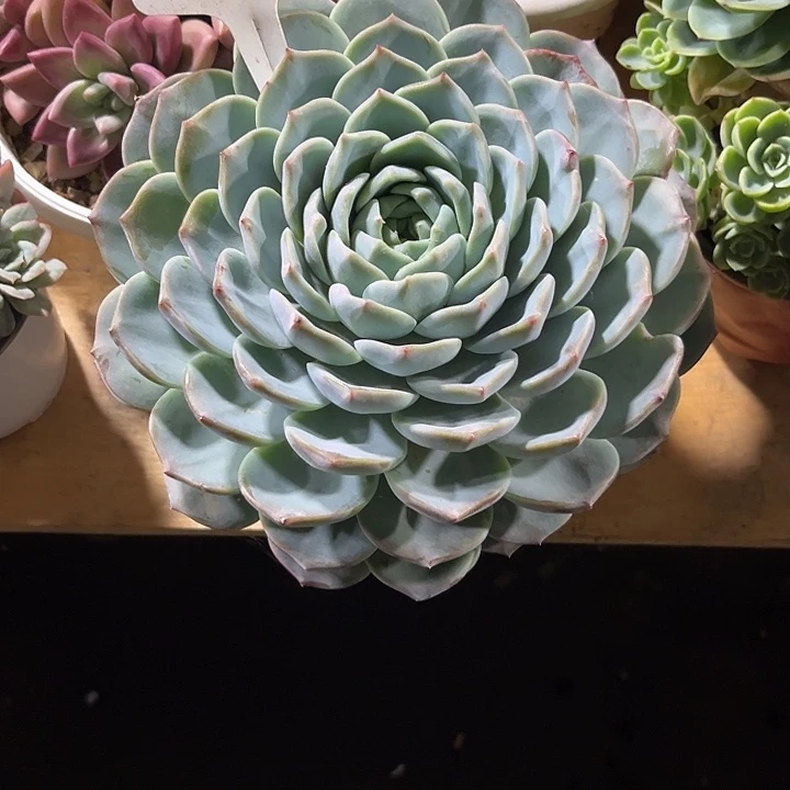 郭***芬0000000000000000000416