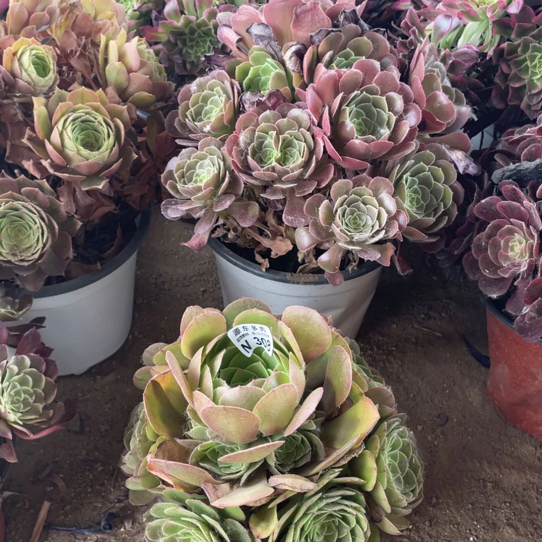 308红心沙拉碗多肉法师断枝不包