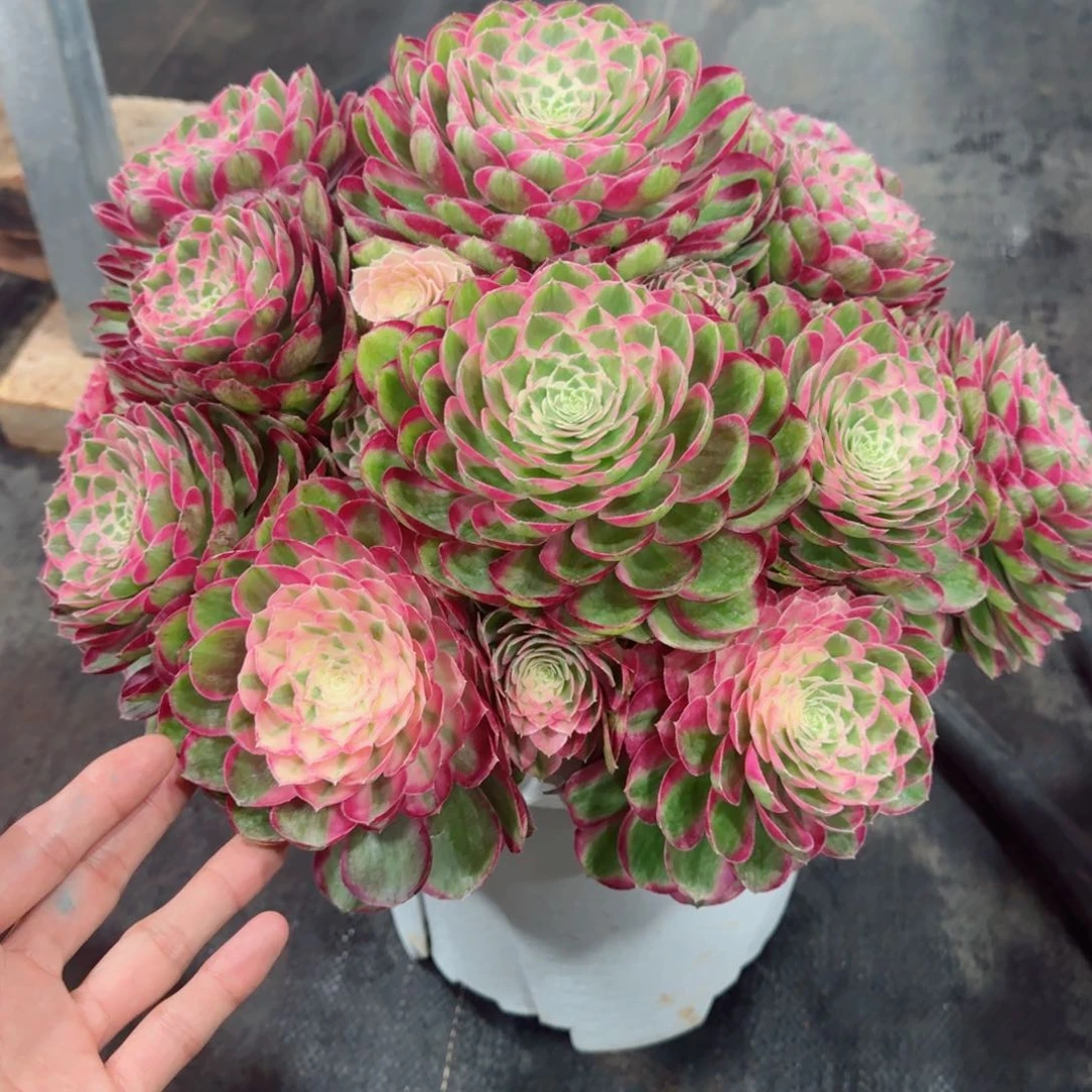 霞****8多肉植物发货发货