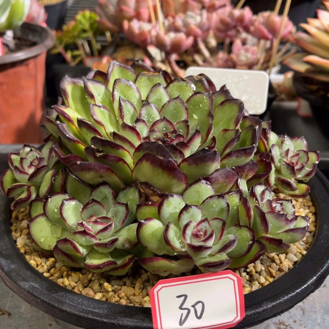 30号灵隐只发新疆