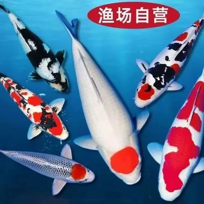 锦鲤观赏鱼红白三色大正龙系辉龙孔雀秋翠昭和绯写冷水鱼好养耐活