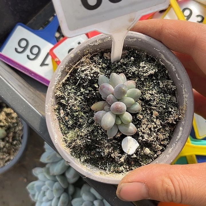 多肉植物烟花美人609