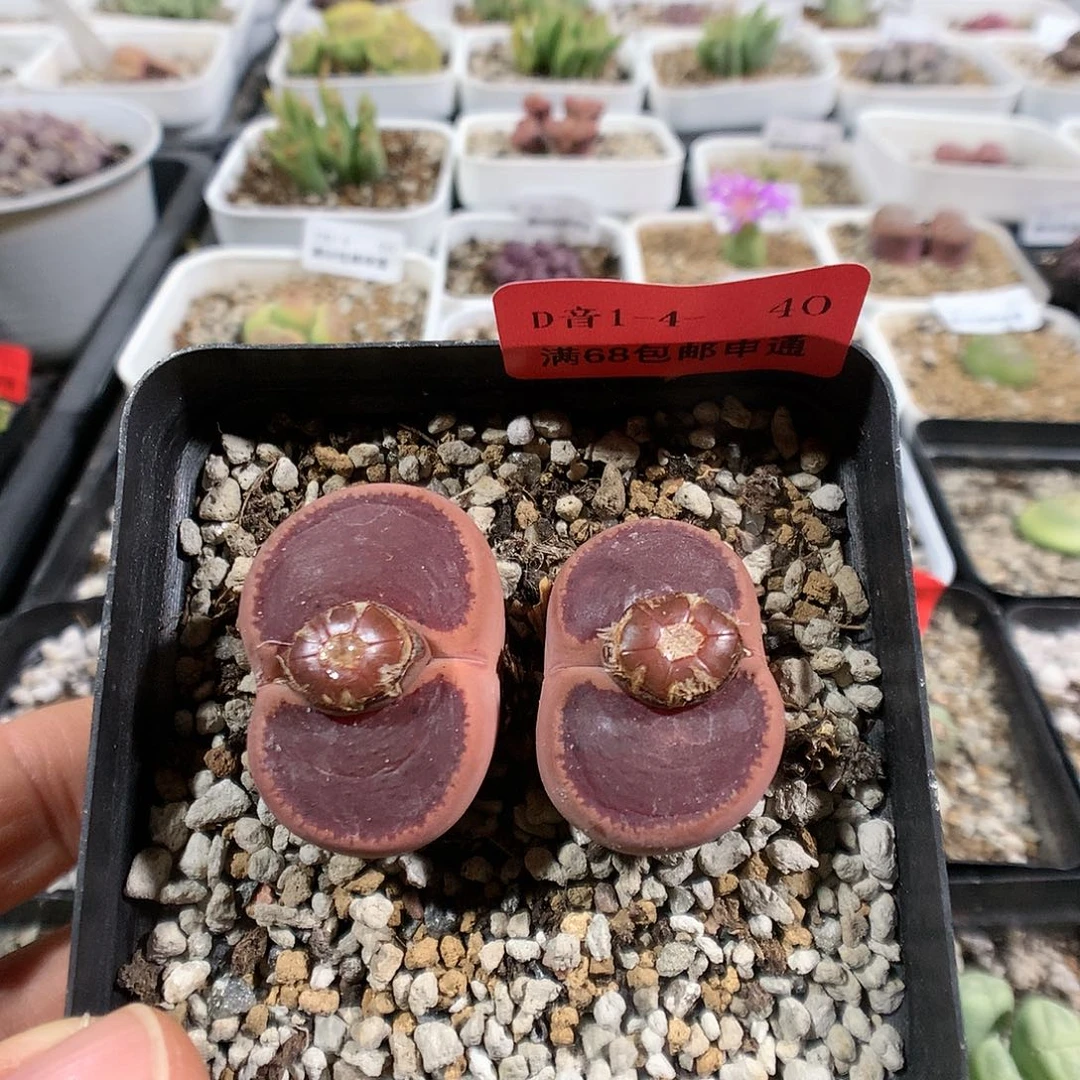 1-4-40       母本KO