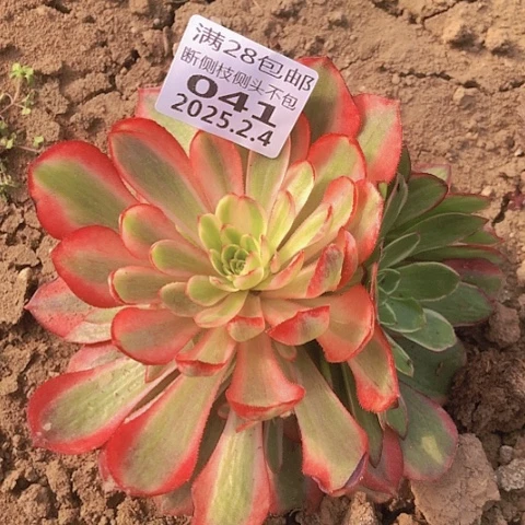 2.4.41粉花妖多肉植物