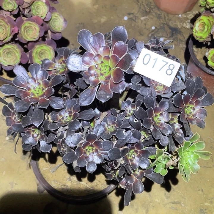 多肉植物法师178魔法师