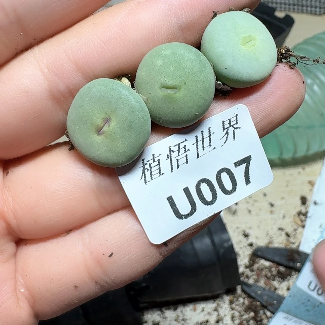 007盒多肉植物哇f c