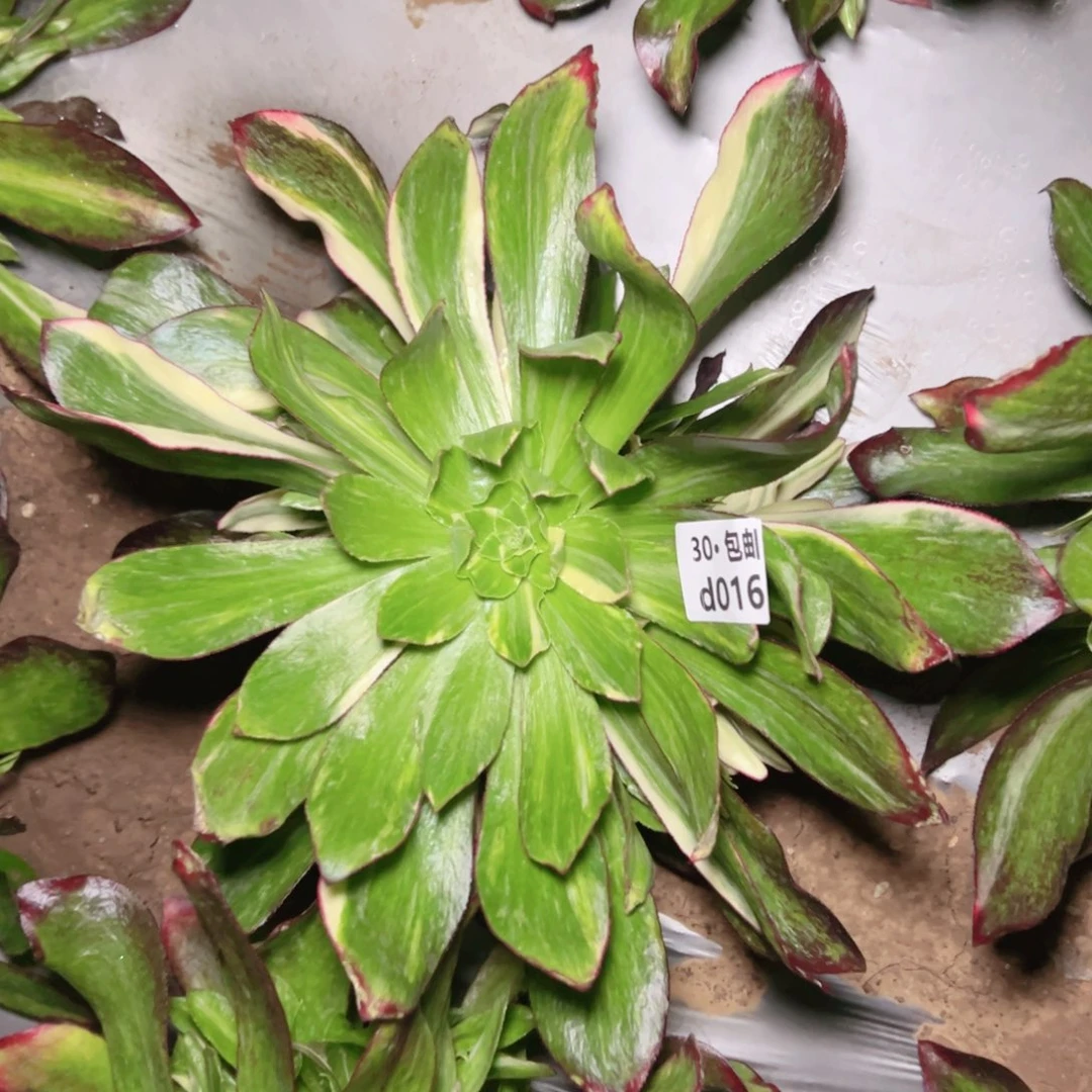 016魅影七彩多肉法师