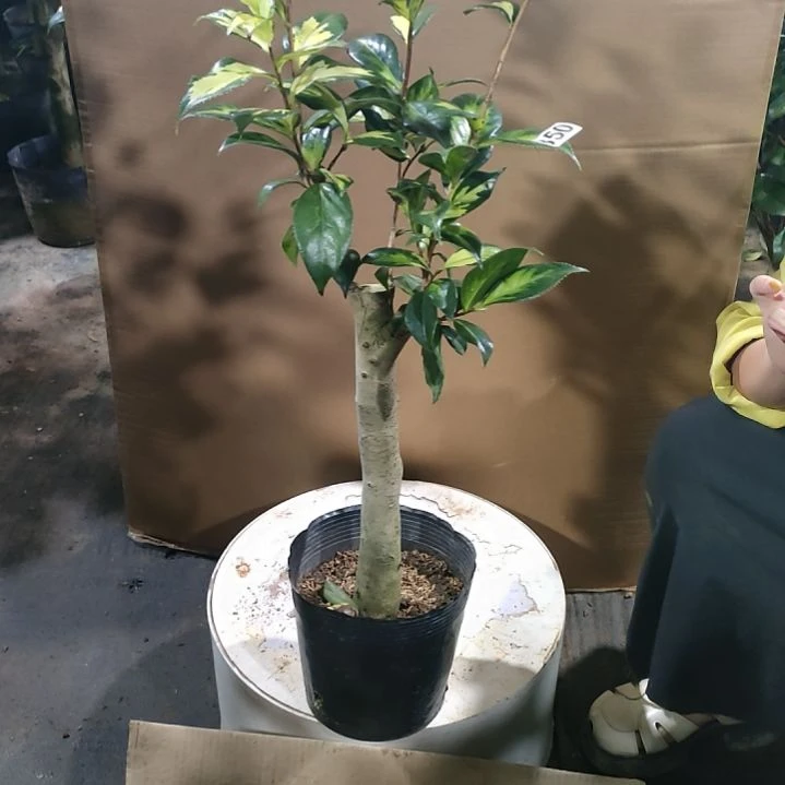 大*神123456。原盆原土发货，不包邮