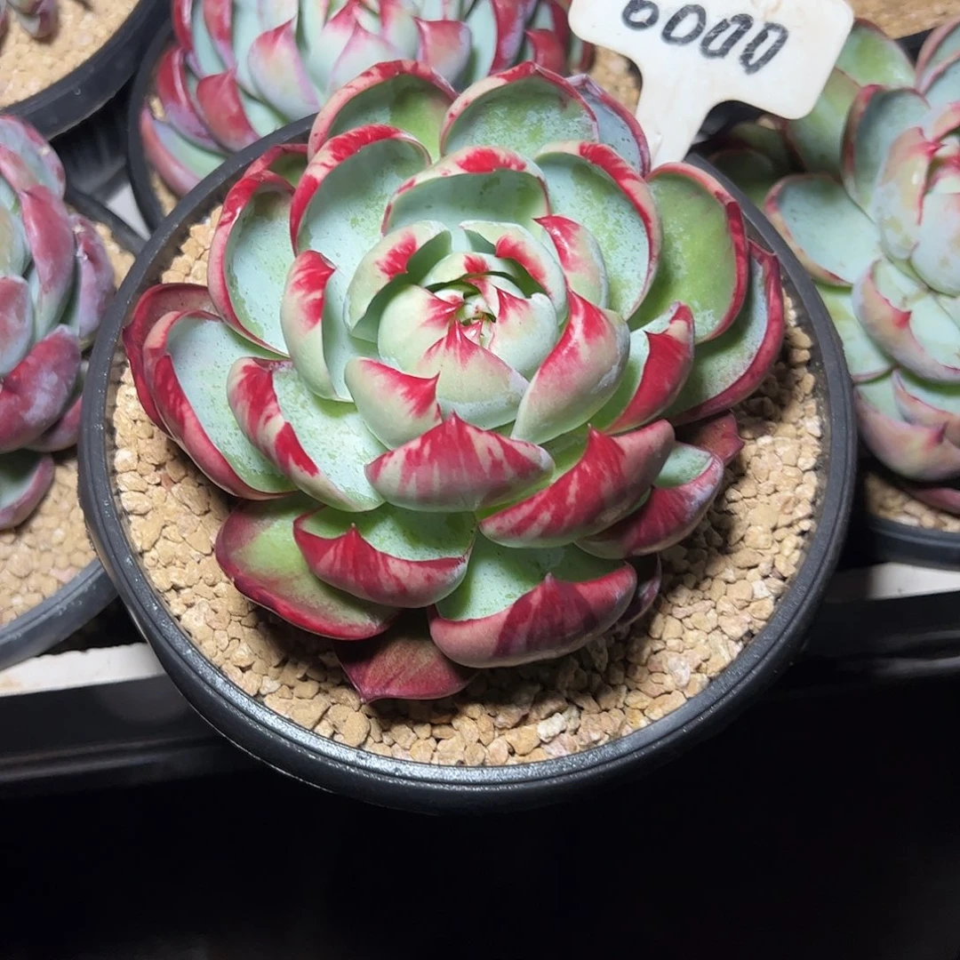 绵***拉惊鸿仙子一物一拍6000号