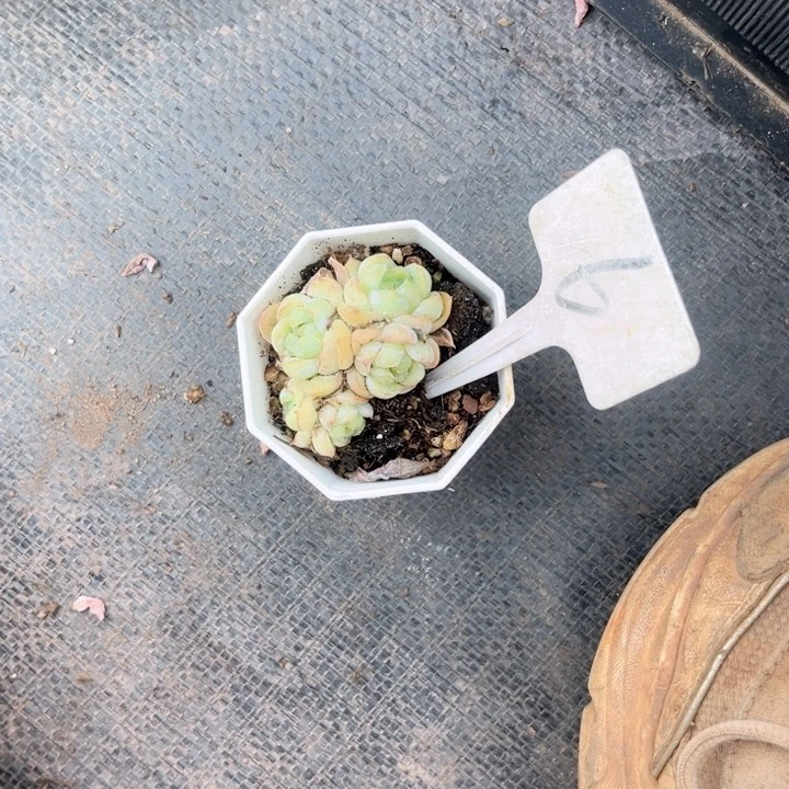 晨语多肉一物一拍6