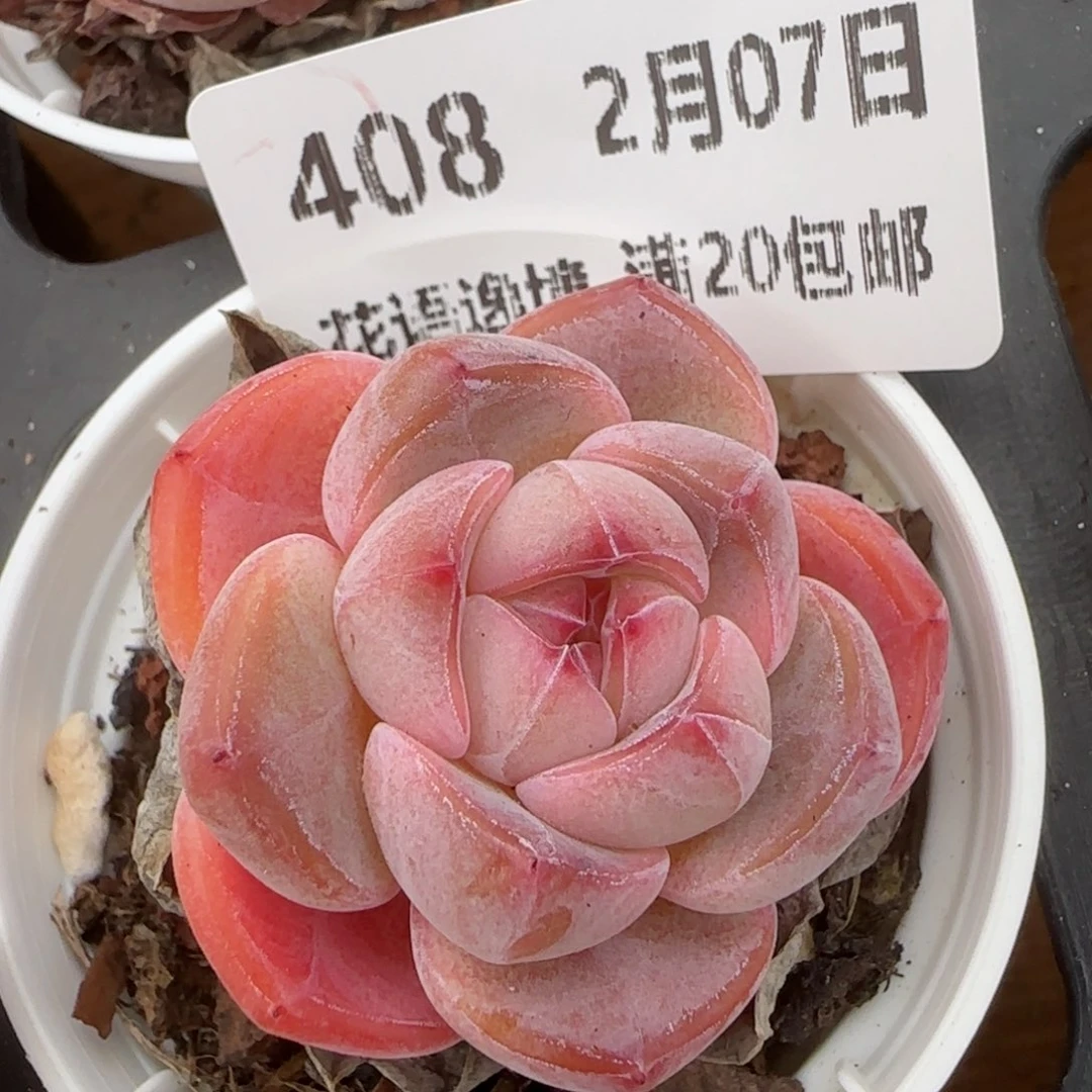 花语逸镜0207-408