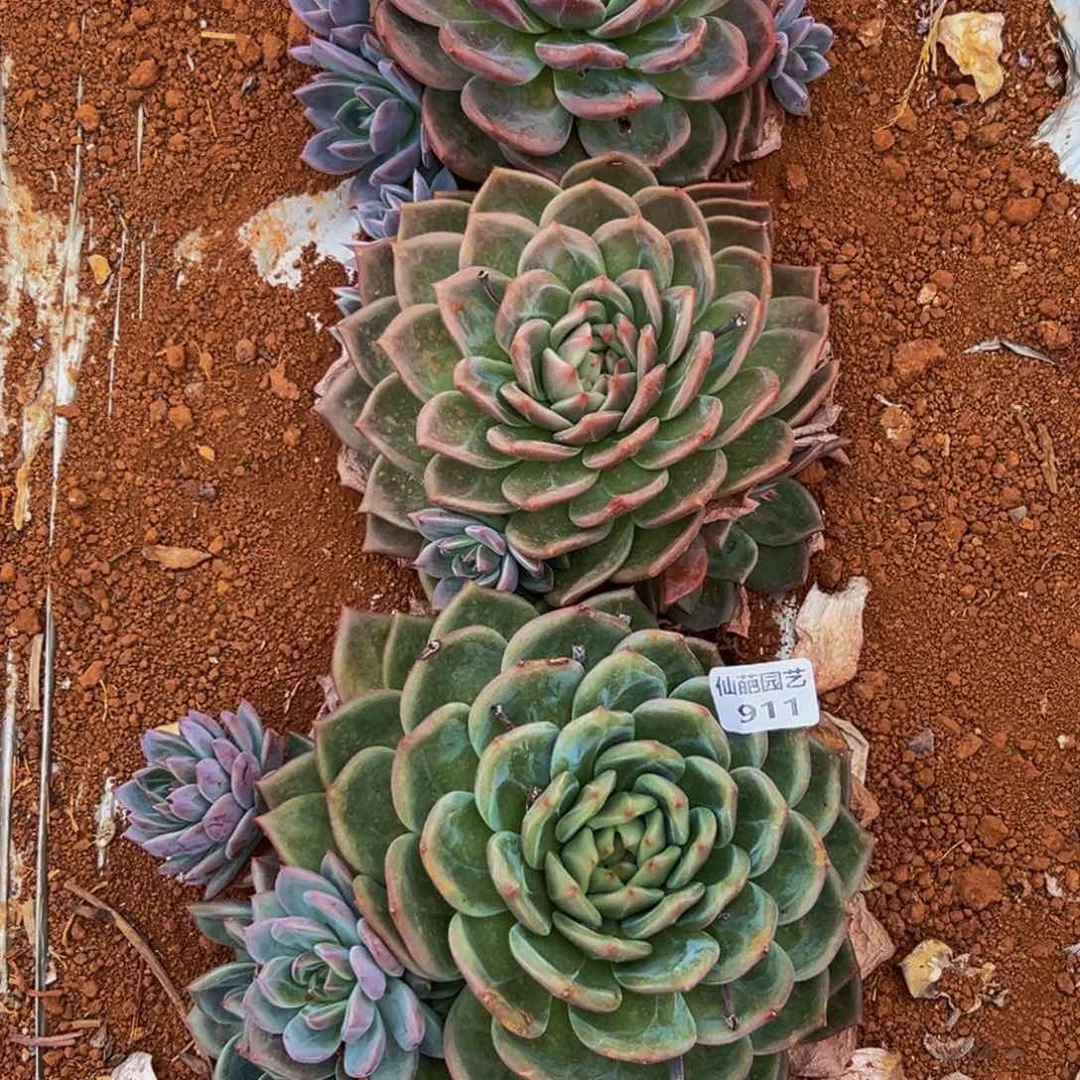 911多肉的小龙虾和一个