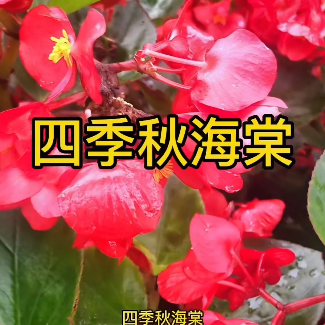 秋海棠老桩海盆栽品种适合室内外种植轻微叶损无售后