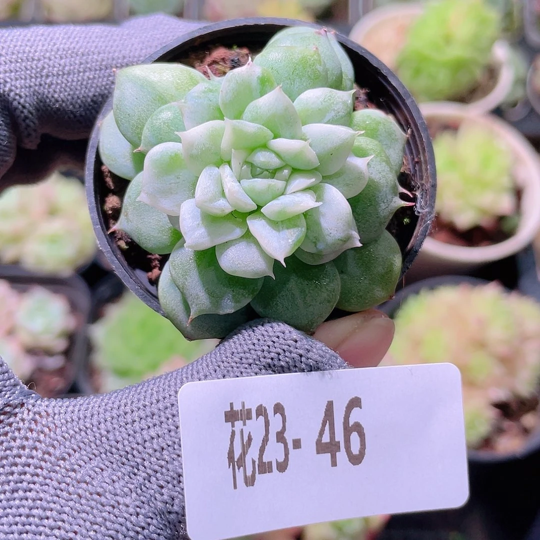 花利美23-46新品锦
