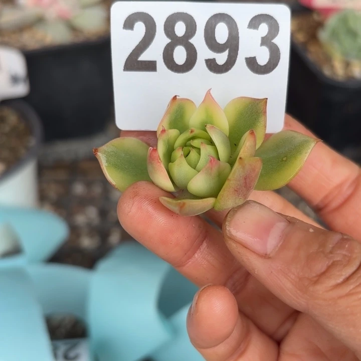 头盖锦多肉植物满18包邮当场凑单