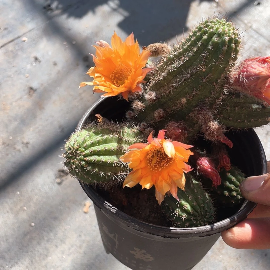 相***识向日葵白檀带盆发货