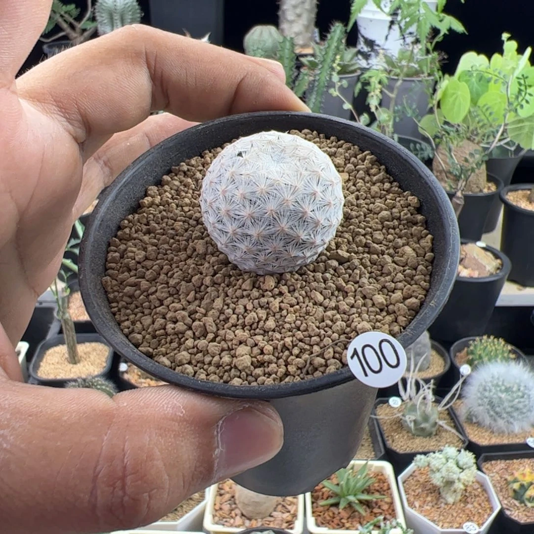 白鸟实生2.8一物一拍默认脱土发