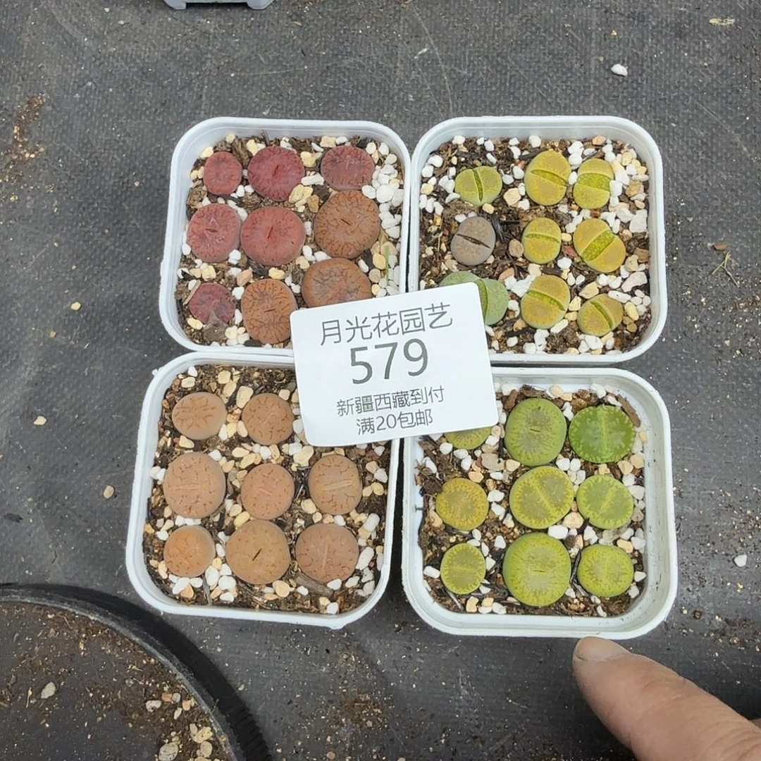 就这样在这个城市生活很579哈哈