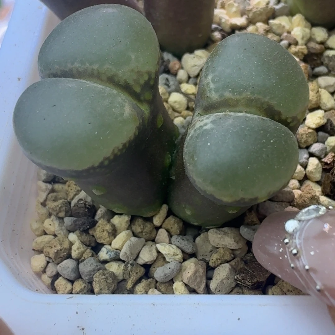 39号双头大型风铃有泡点