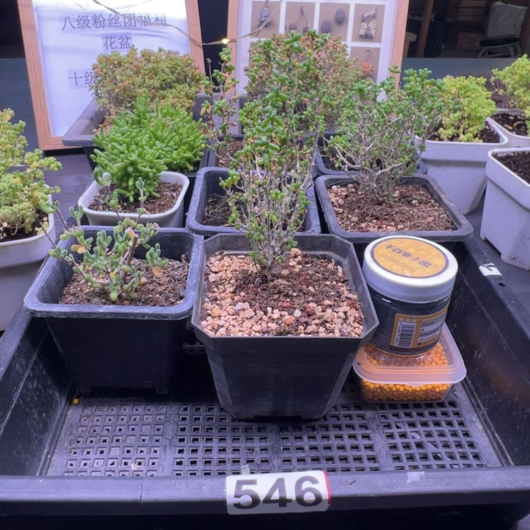 糊****枝干番杏多肉植物546安