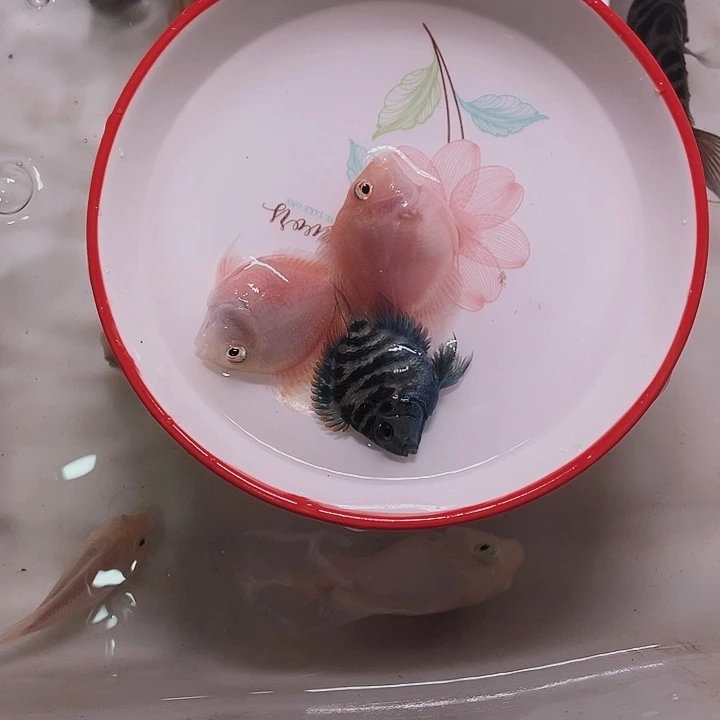 鹦鹉鱼迷你鹦鹉混搭3条