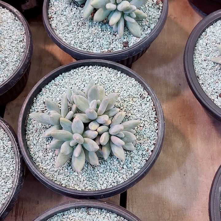 白兰地精品多肉新粉体验价5头起发