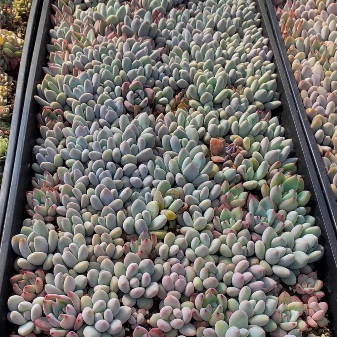 顗****】035多肉植物保护研究所所长助理