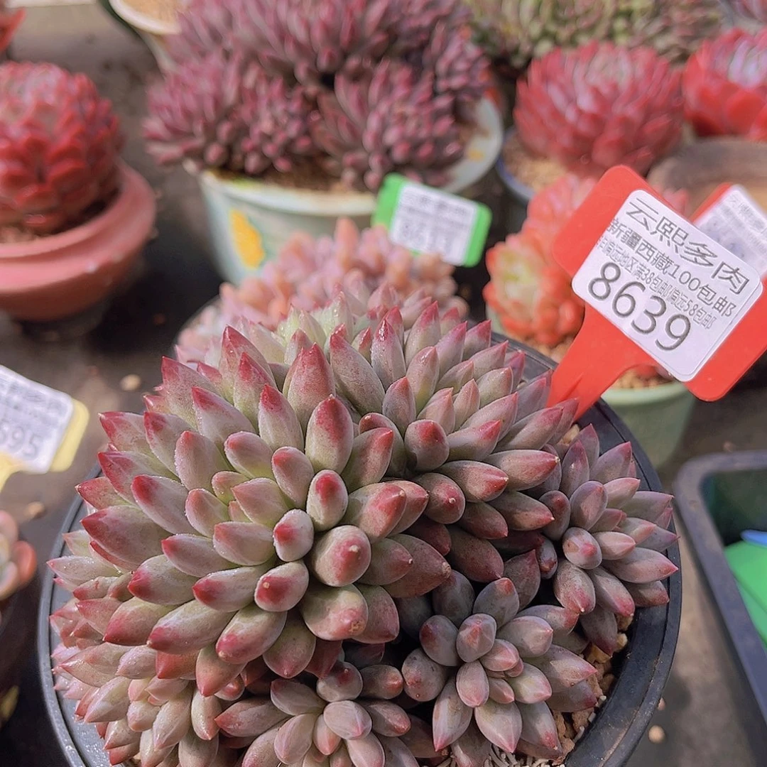 8639车厘子多肉植物