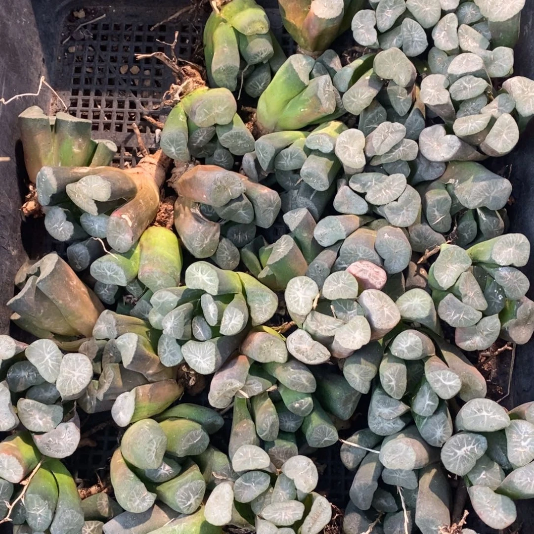 1704 一颗实生超大万象 大帅优选