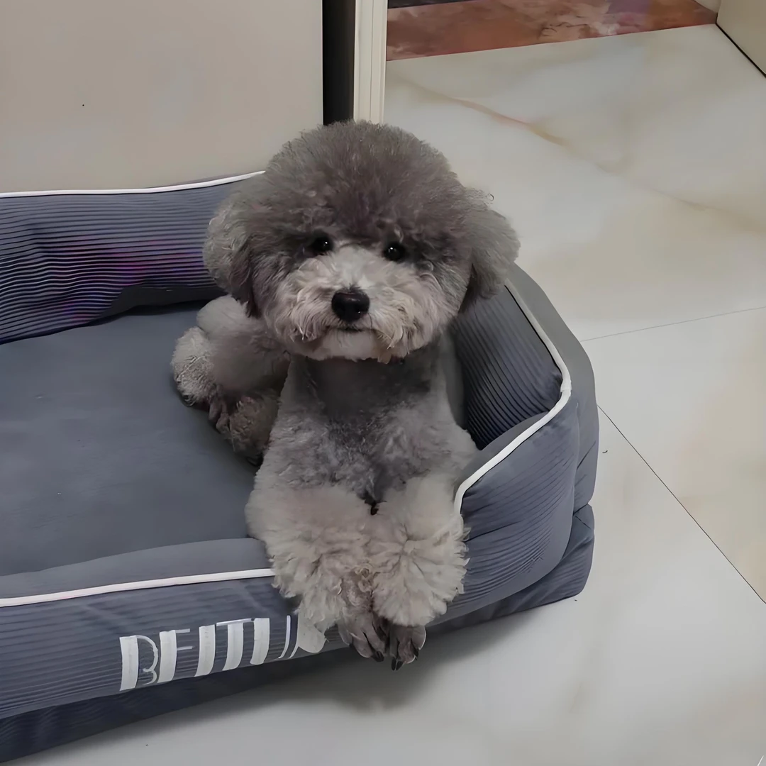 宠物狗泰迪狗狗听话直立行走