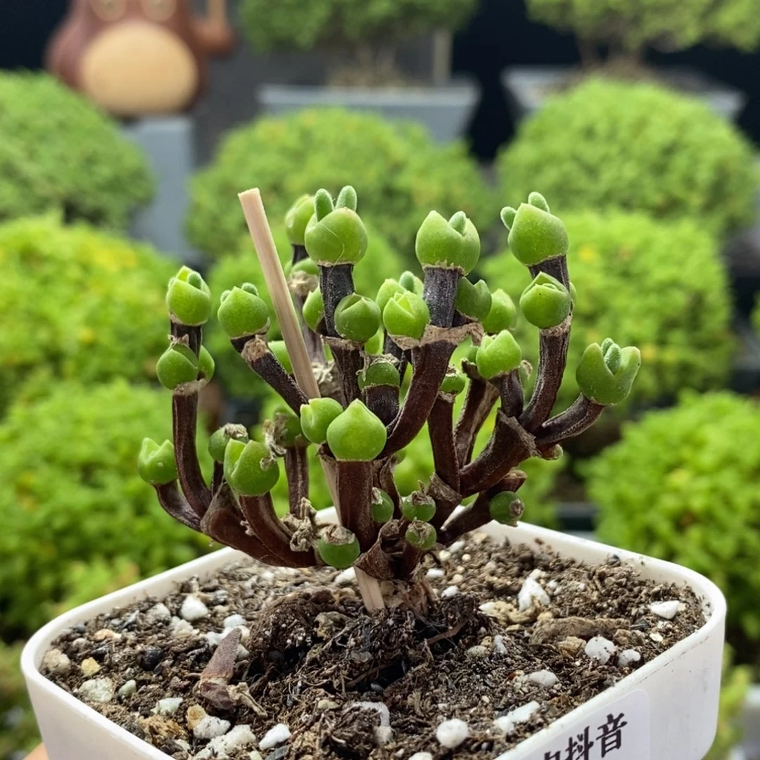 *****枝干兔子0080枝干番杏