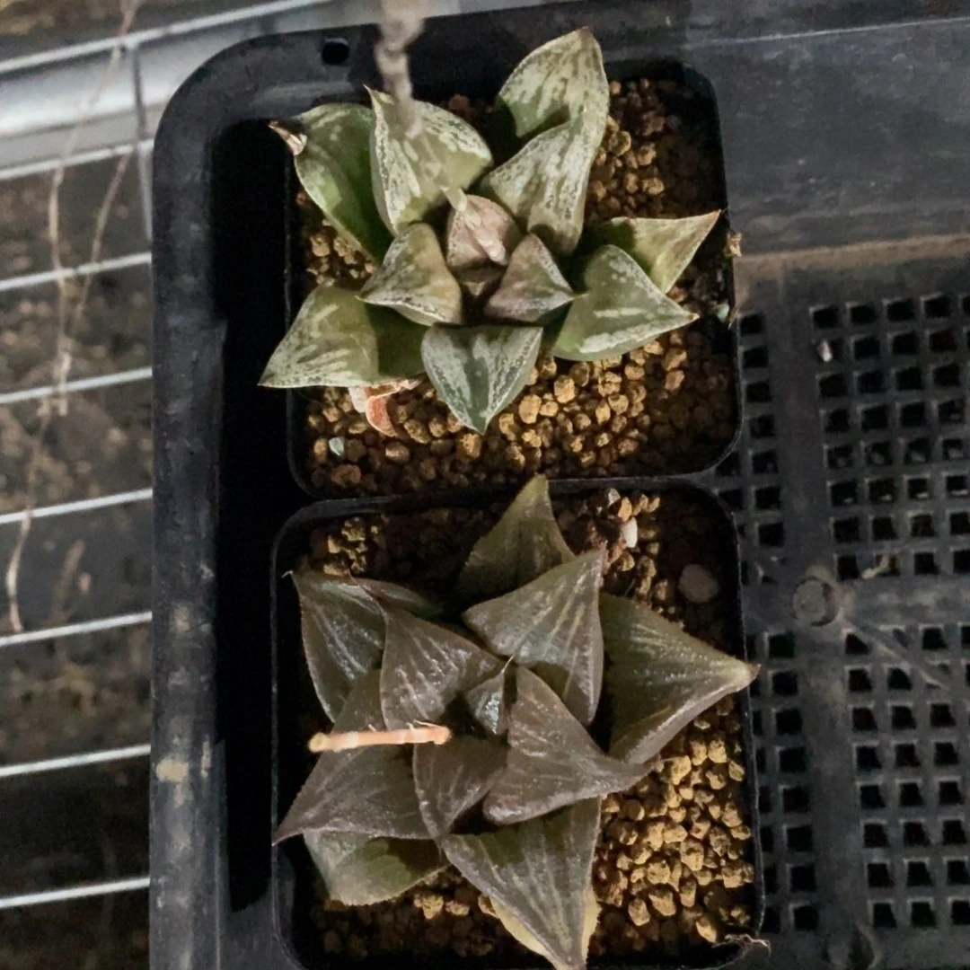 6180 两颗一起。超级炸弹福利。