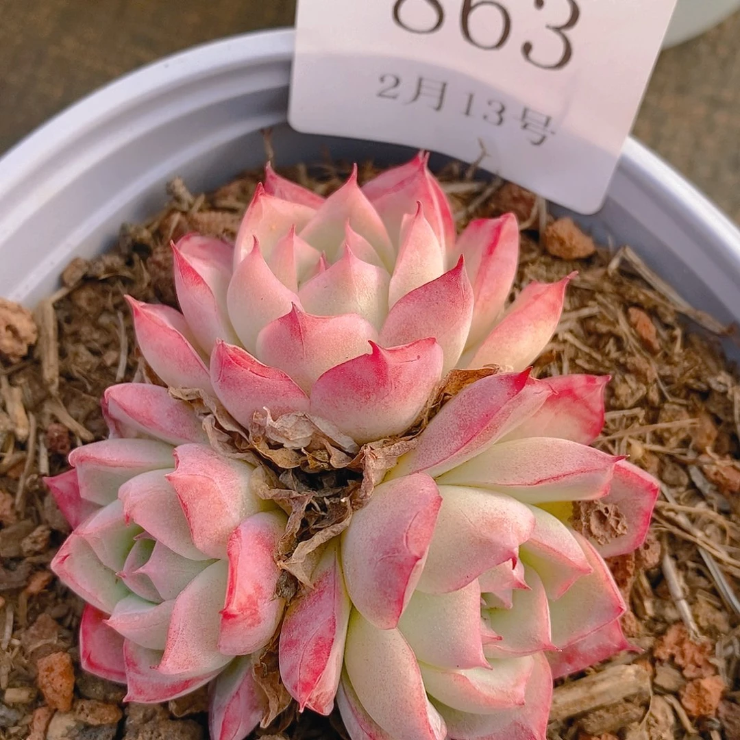 【闪购商品】云863