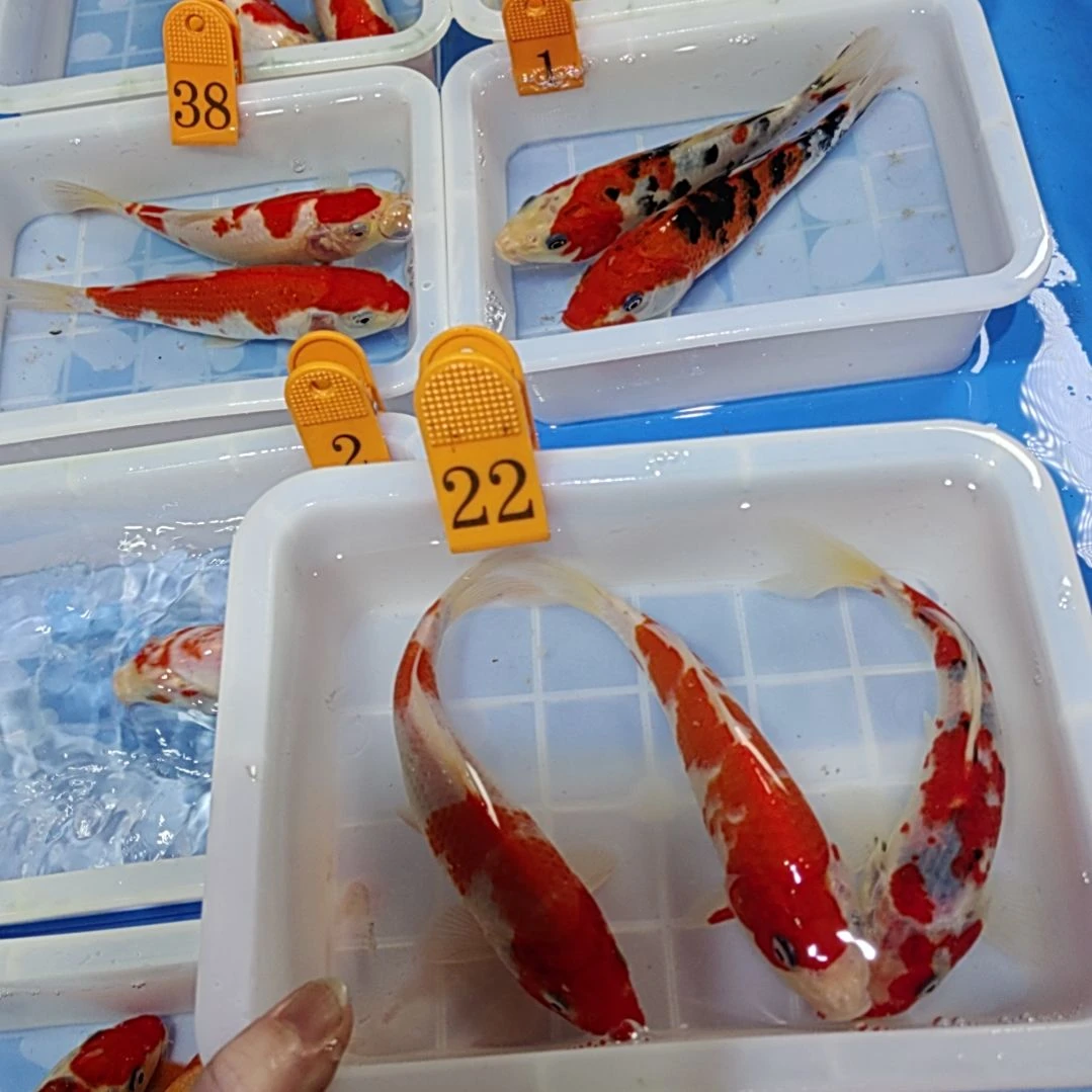 锦鲤红白锦鲤鱼包邮