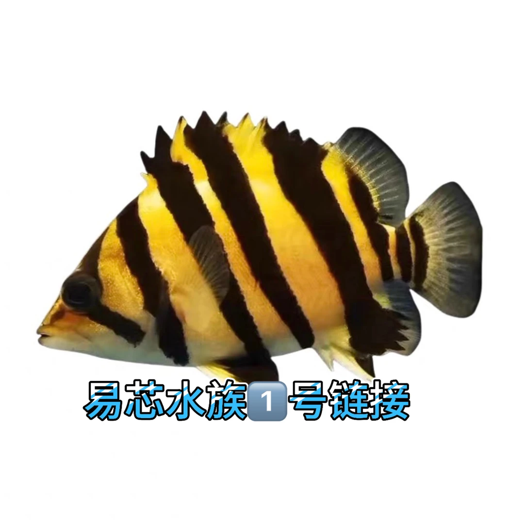 1号链接直播间虎鱼竞拍第一条运费自理