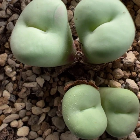 36 好看的肉肉冲冲冲冲冲